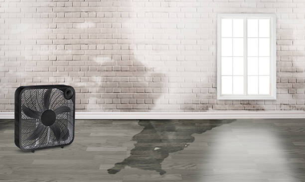 Best Residential water damage restoration  in Springville, NY
